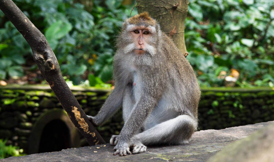 50 Things to do in Bali