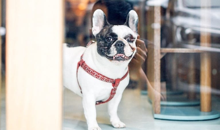Dog-friendly restaurants, cafes and spaces: Where to hang out with your favourite pet in Jakarta