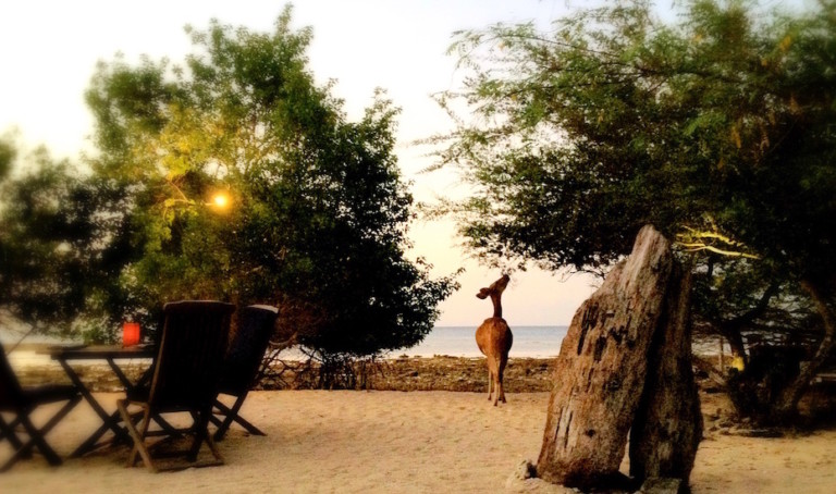 10 awesome things to do in Menjangan – from scuba diving & horse riding to dining with deer!