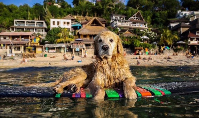 It’s Chinese New Year, so we’re celebrating with Bali’s #instafamous pooches that are on their way to celeb status. Woof!