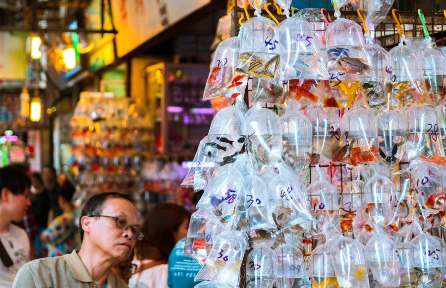 Hong Kong markets Goldfish markets fish