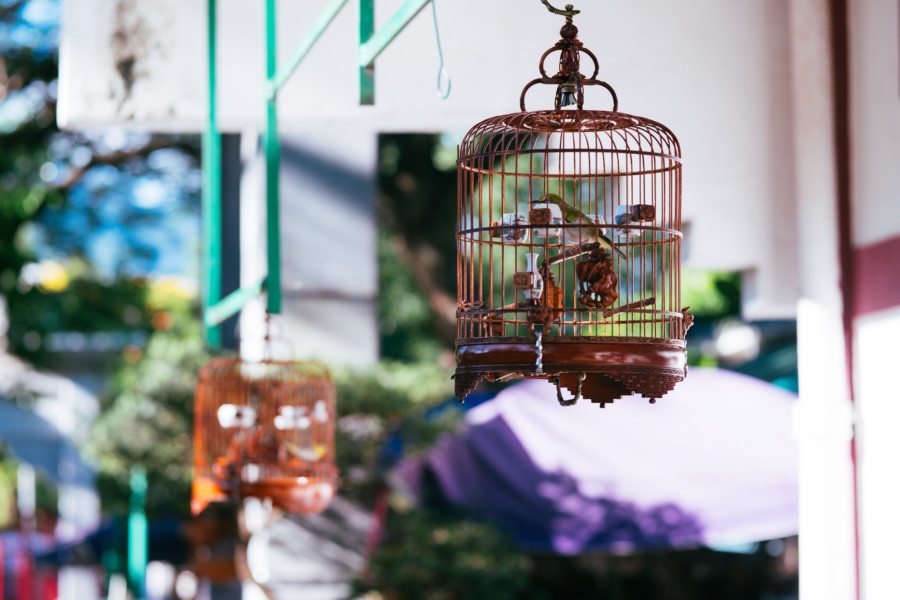 Hong Kong markets Yuen po bird garden bird in a cage