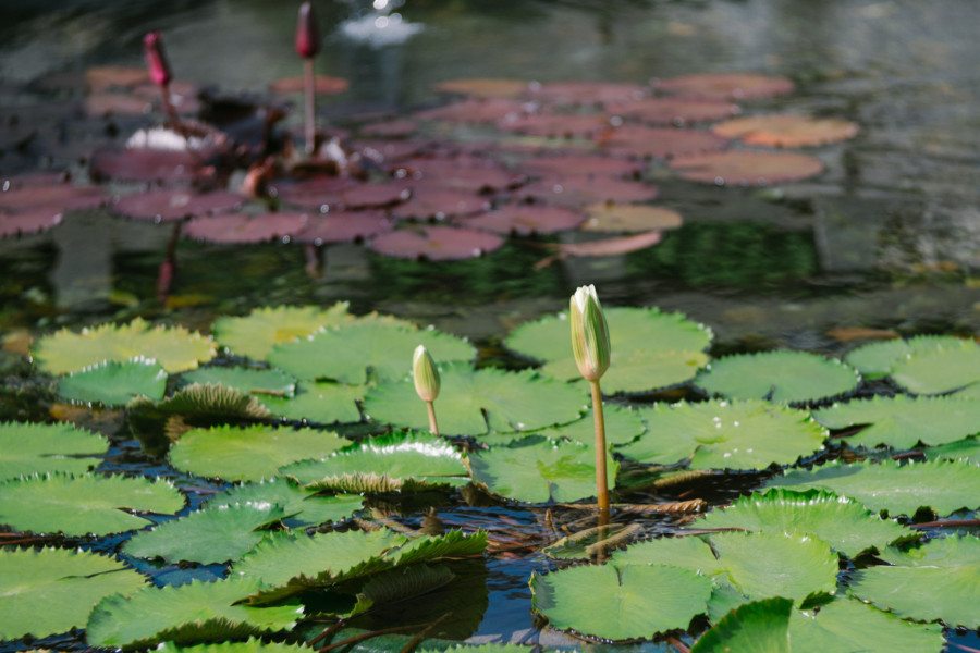 Chi Lin Nunnery Nan Lian Garden lotus