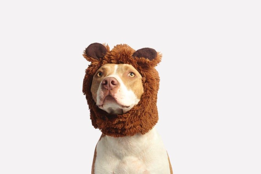 Dog-friendly cafes Hong Kong