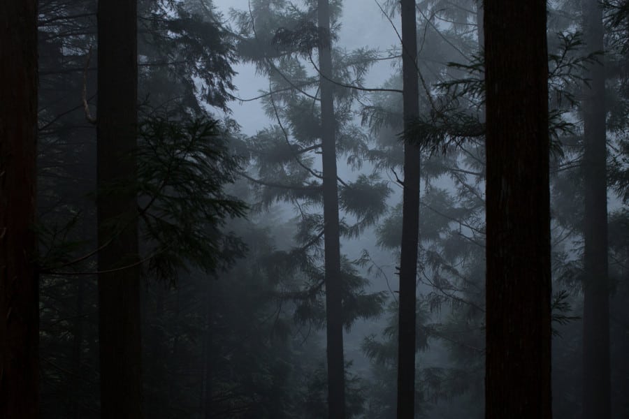 We’re in love with Hwyl by Aesop, a woody perfume reminiscent of an ancient Japanese forest