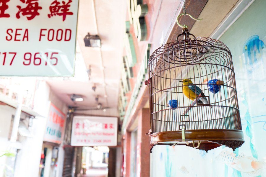 Lei Yue Mun fishing village birdcage