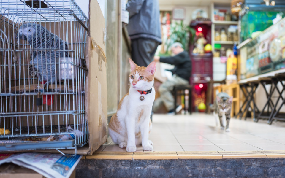Cats in Hong Kong A photo essay on friendly felines in the city