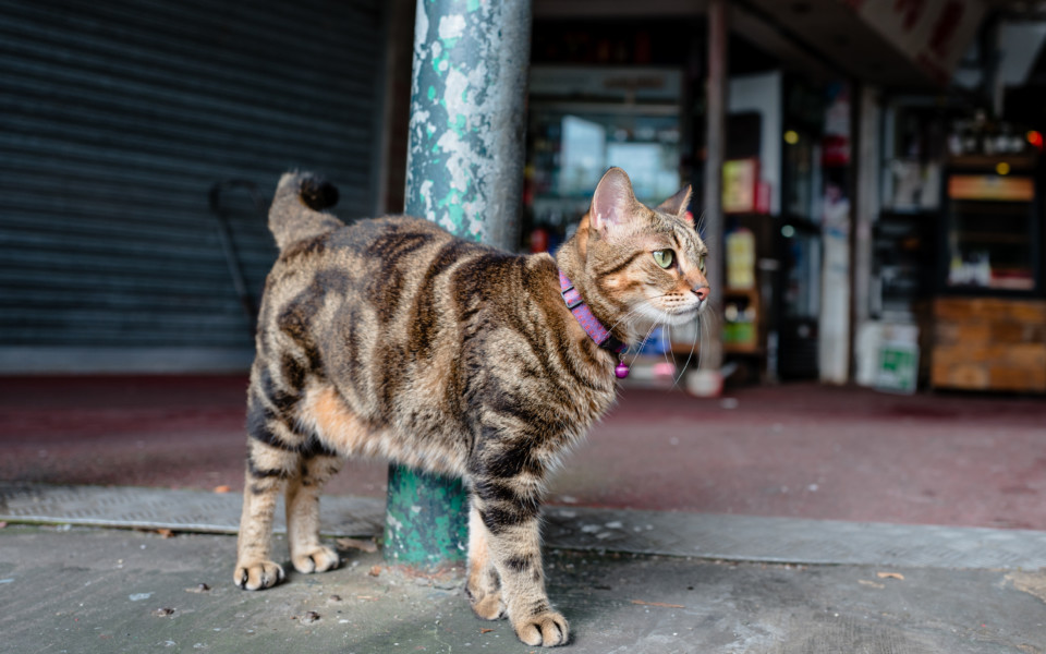 cats in hong kong a photo essay on friendly felines in the city essay about cats