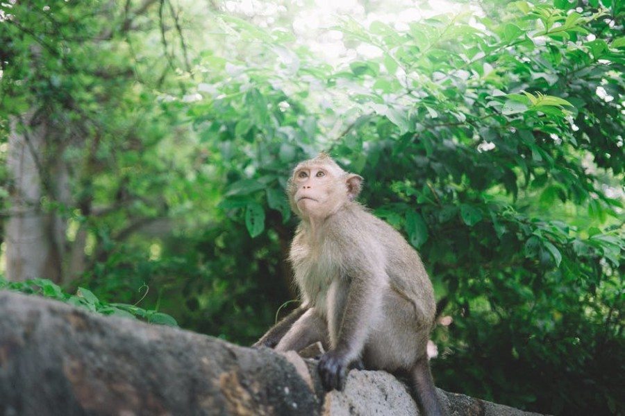 hiking hong kong monkey