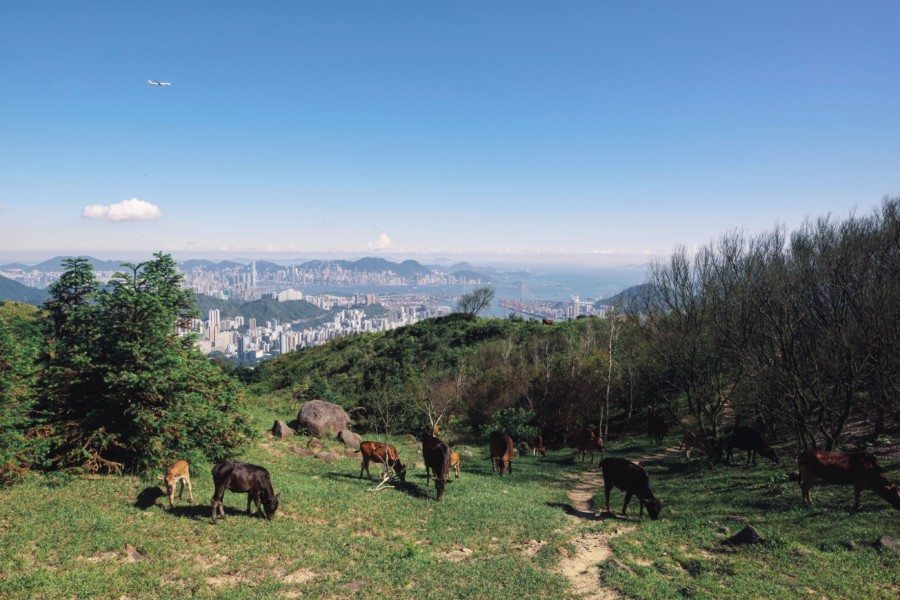 hiking hong kong tai mo shan trail