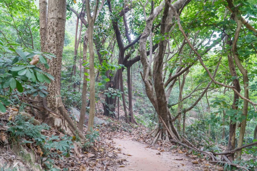 Kembali forest