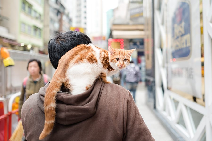 Photo Essay Weird Things on Streets Cat riding hooman