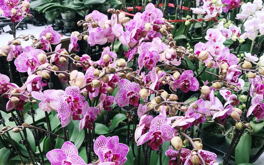 chinese new year decorations symbolism orchids