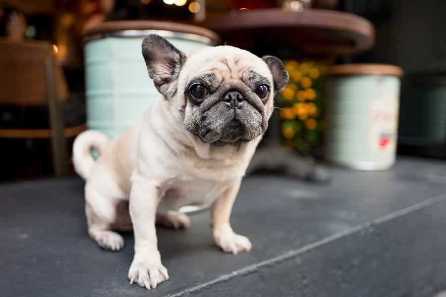 Lucy the Pug