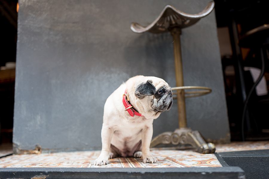 Lucy the Pug outside Posto Pubblico