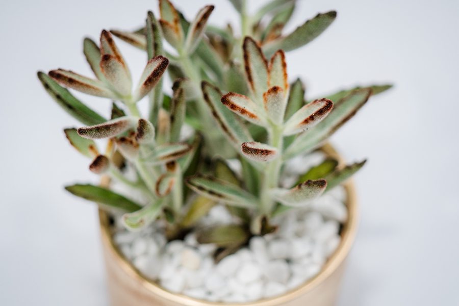 flower colour meanings green succulent