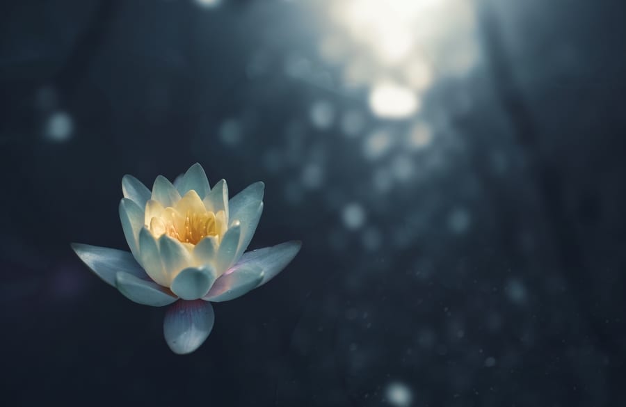 meditation centres in Hong Kong lily in pond