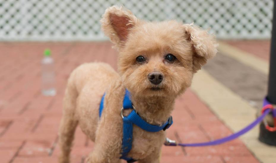 Adopt pets in Hong Kong: Check out these top animal shelters | Honeycombers