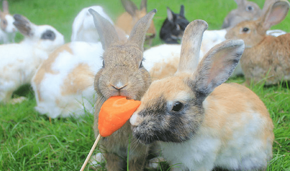 free and cheap activities with kids in hong kong holiday farm