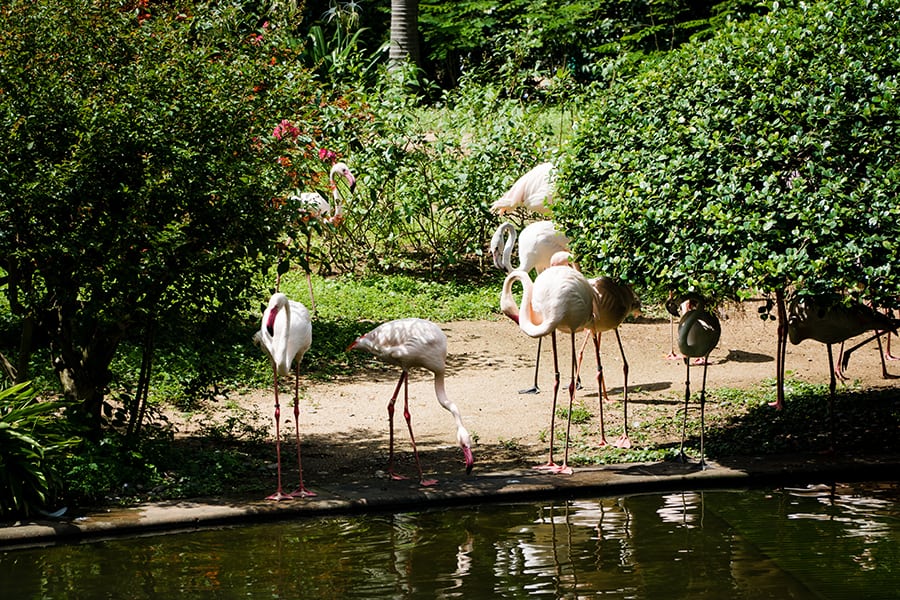 the mira hong kong tsim sha tsui flamingoes kowloon park