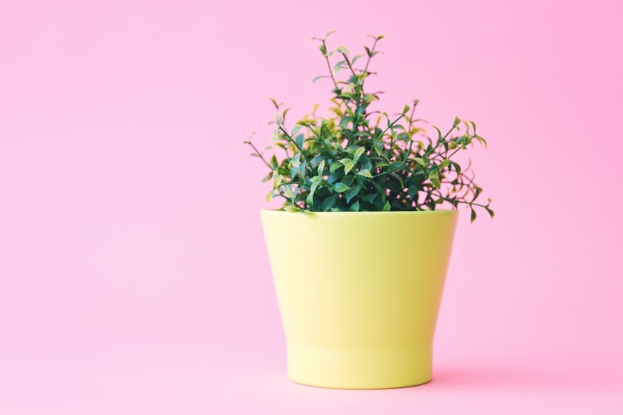 5 indoor plants for Hong Kong apartments that are easy to keep alive (despite the changing weather!)