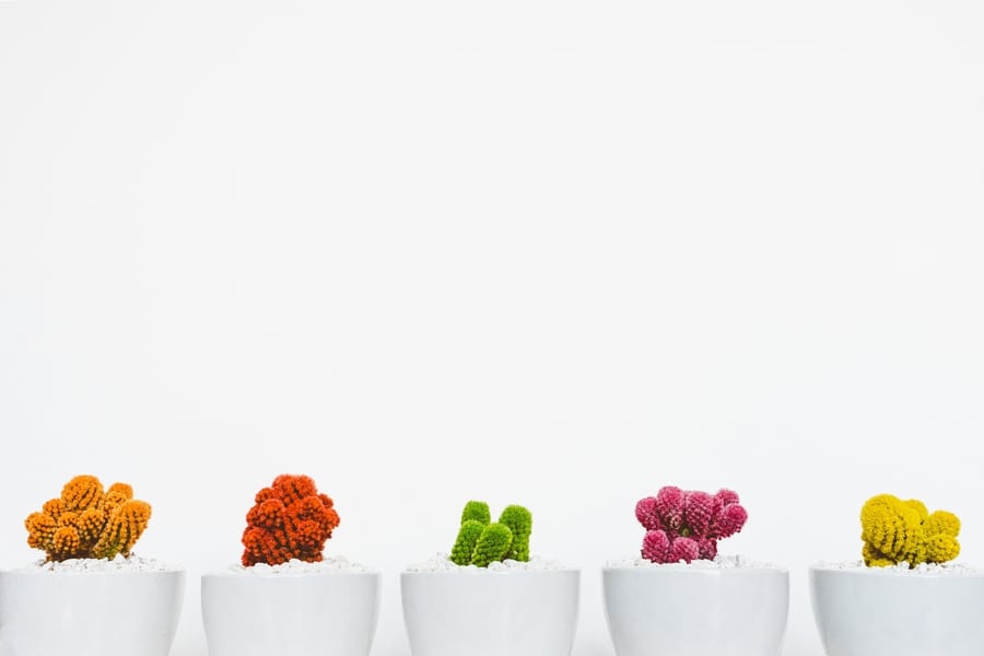 indoor plants for Hong kong apartments cactus varieties