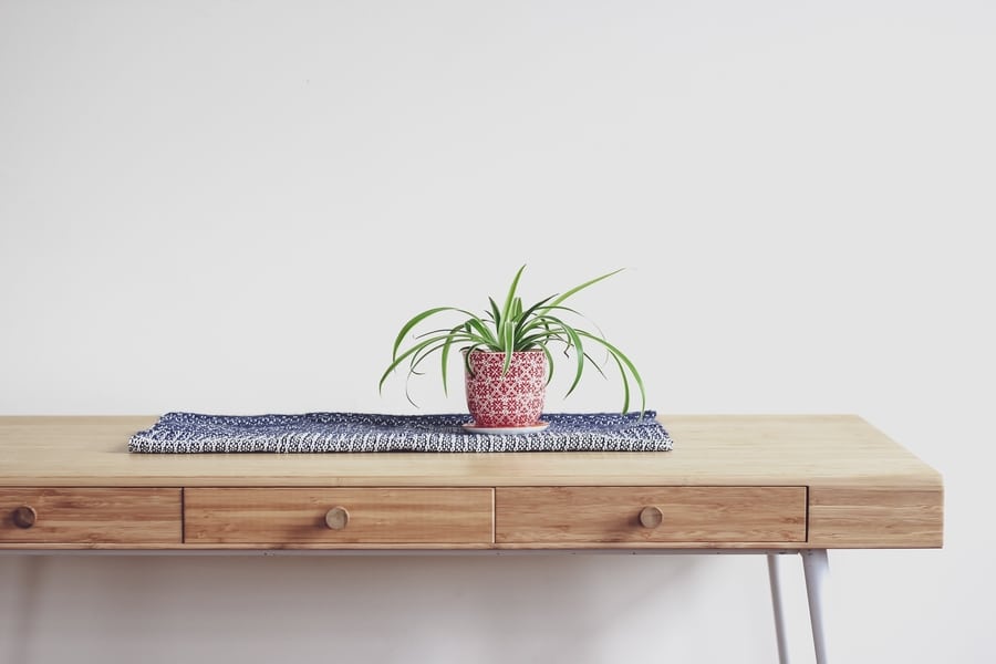indoor plants for Hong kong apartments spider plant