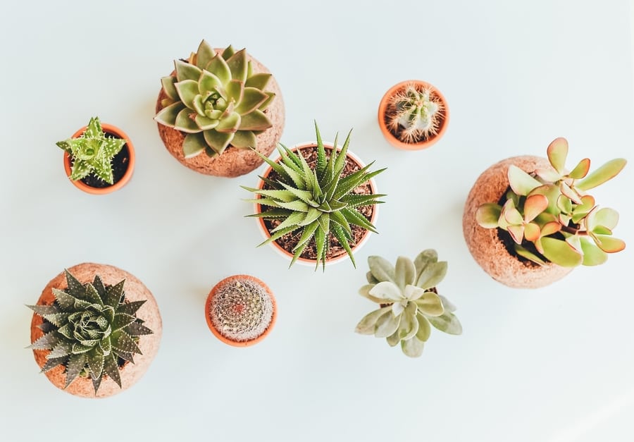 indoor plants for Hong Kong apartments succulents