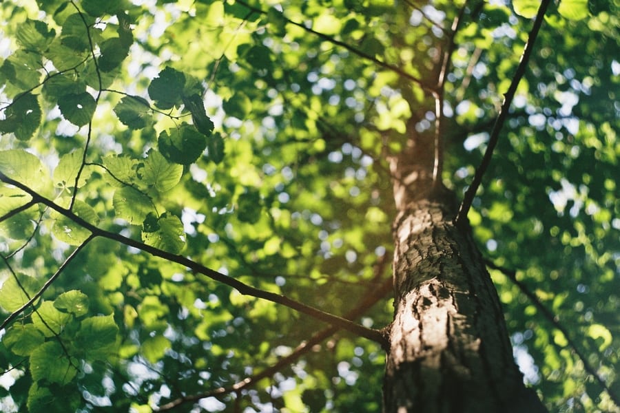 committing to sustainability tree