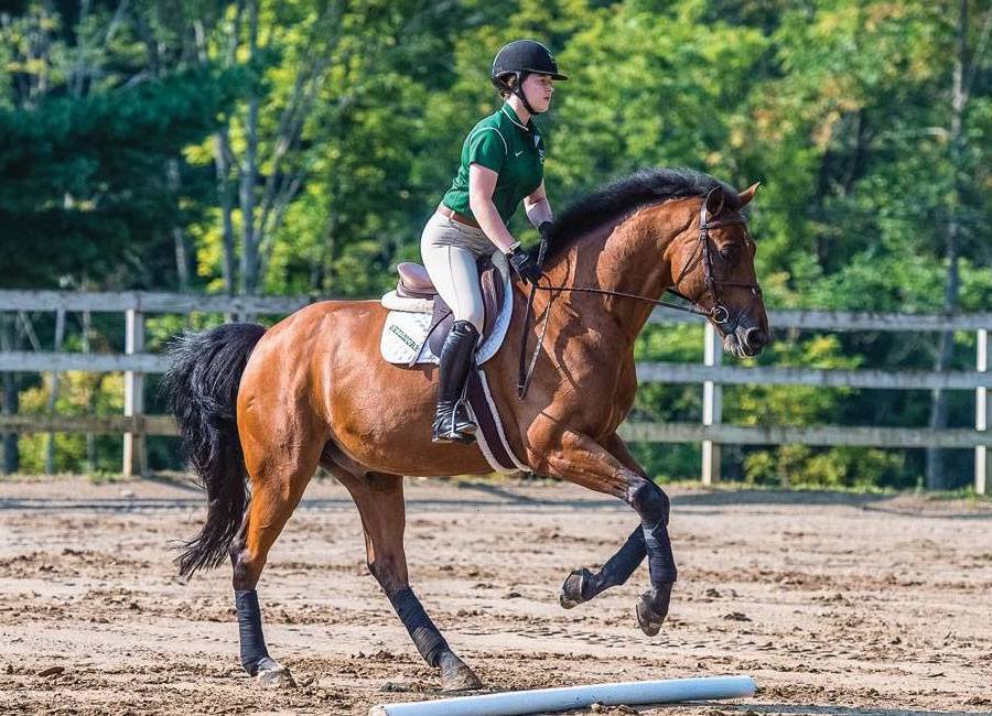 Clearwater Bay Equestrian & Education Centre romantic things to do in Hong Kong