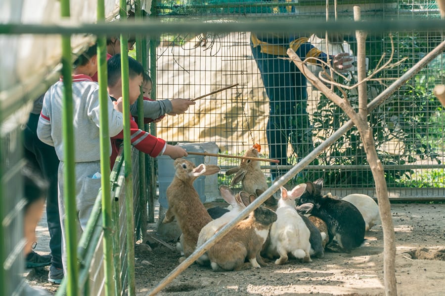 Holiday Farm Sheung Shui nature animals rabbits