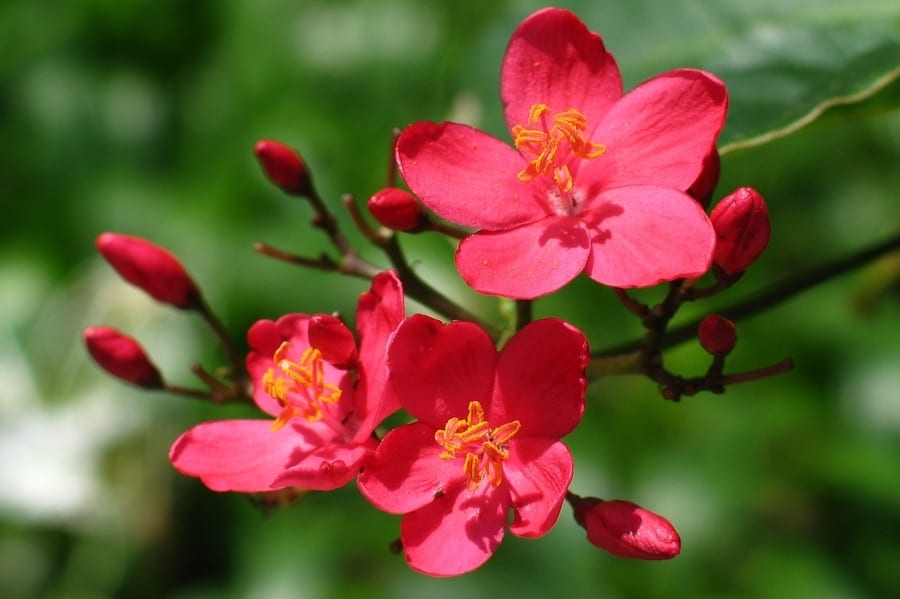 Kadoorie Farm & Botanic Garden romantic things to do in hong kong
