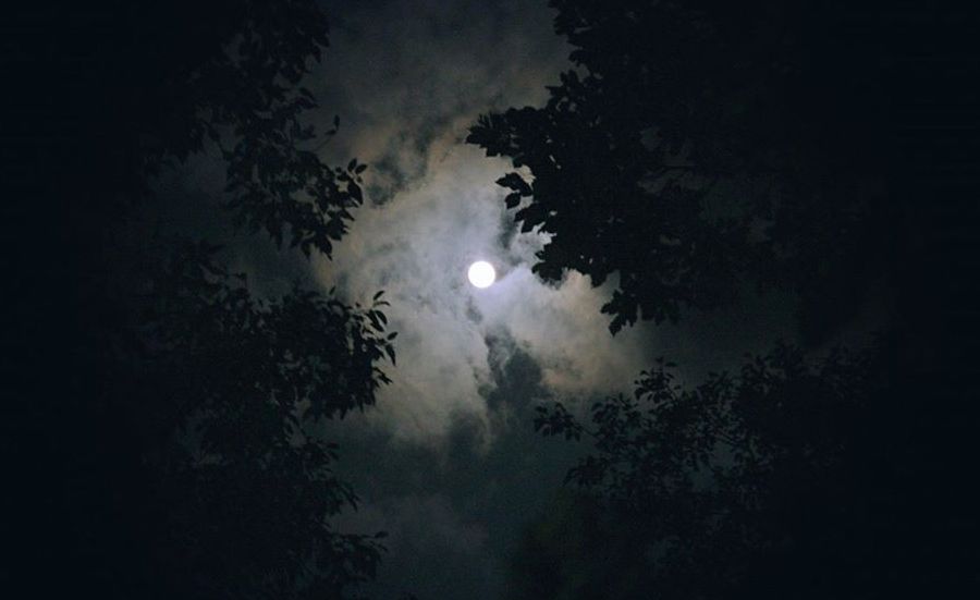 Full Moon Forest Bathing Kembali things to do this weekend in Hong Kong