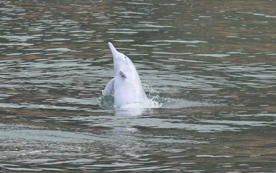 Hong Kong Dolphinwatch activities for kids in Hong Kong