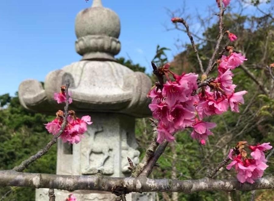 guide to Okinawa cherry blossom Nago