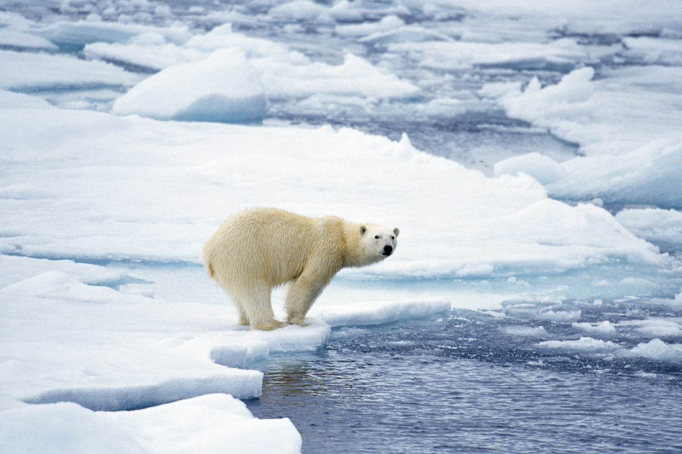 The Arctic
