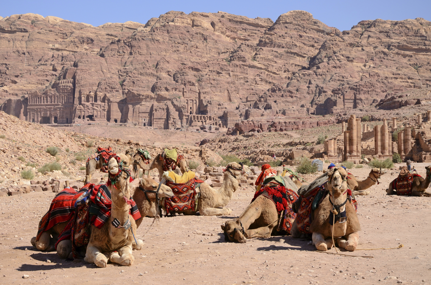 Jordan camels
