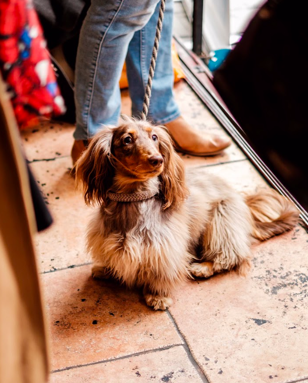 FESTIVO DOGGY BRUNCH